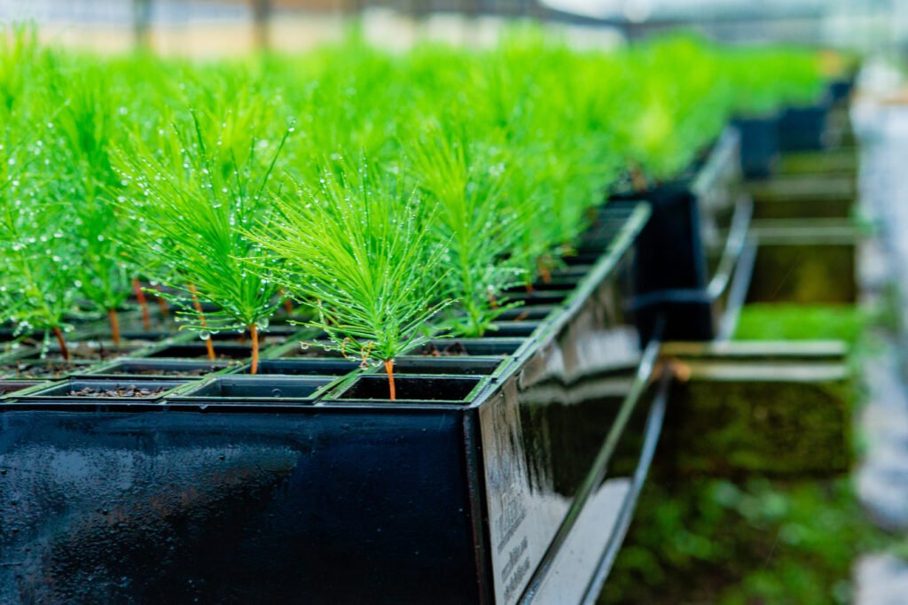 Decarbin - Pine Tree Saplings in Nursery