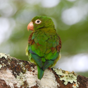 Decarbin - Parrot sitting on the trees